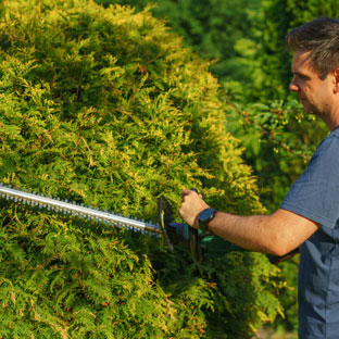 Travaux de taille de haie réalisés au Thor