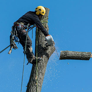 Élagage d'un grand arbre à Pernes-les-Fontaines