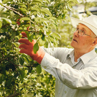 Travaux de taille de fruitiers réalisés à Apt